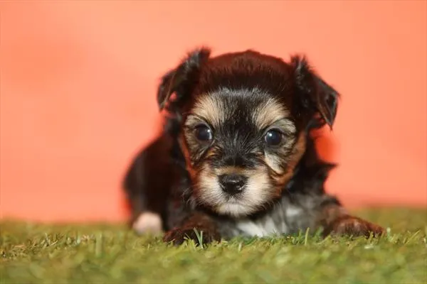 Male Yochon puppy named Gilligan for sale at The Puppy Palace CT.