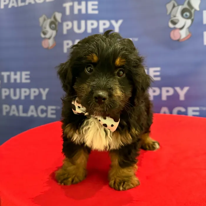 Male Mini Aussiedoodle puppy named Patch for sale at The Puppy Palace CT.