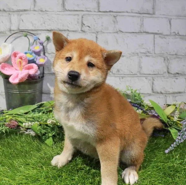 Male Shiba Inu puppy for sale at The Puppy Palace CT.