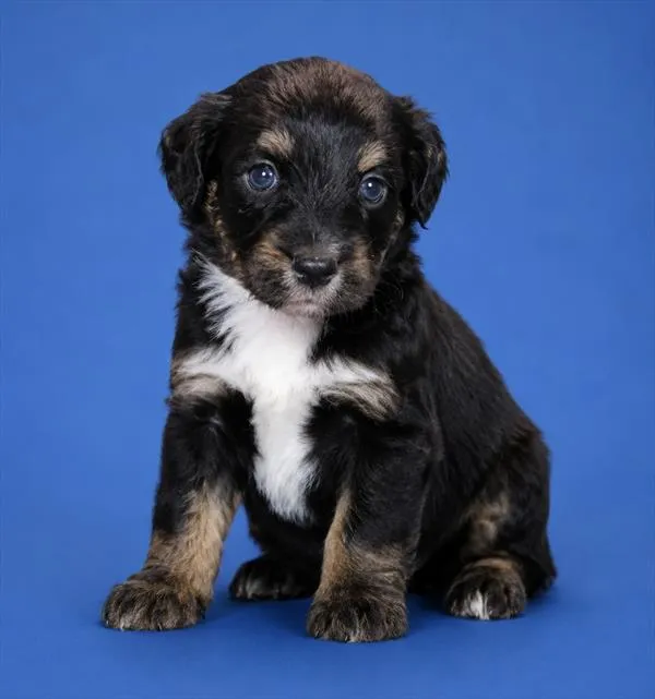 Male Mini Aussie Poo puppy named Sammy for sale at The Puppy Palace CT.