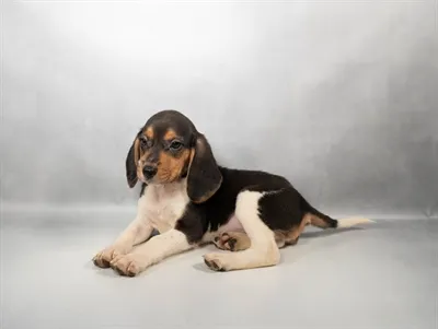 Male Beagle puppy named Rocket for sale at The Puppy Palace CT.