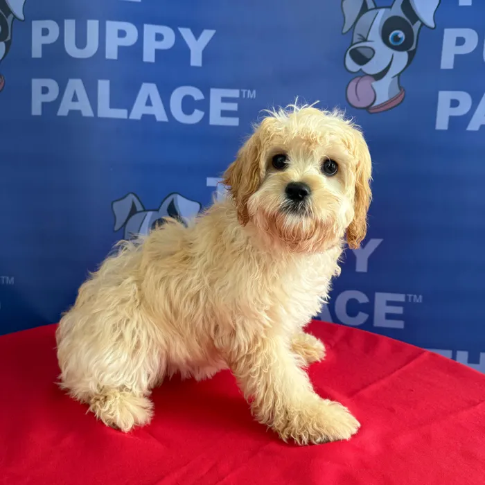 Female Cavachon puppy named Birdie for sale at The Puppy Palace CT.