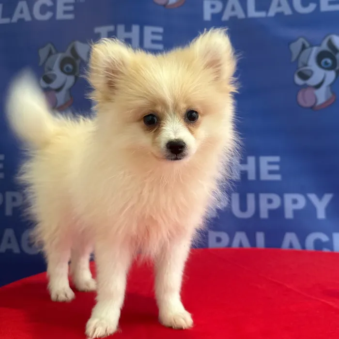 Female Pomeranian puppy named Phoebe for sale at The Puppy Palace CT.