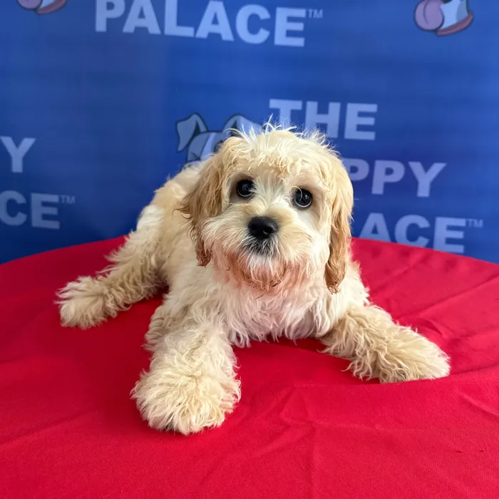 Female Cavachon puppy named Birdie for sale at The Puppy Palace CT.