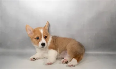 Male Pembroke Welsh Corgi puppy named Reginald for sale at The Puppy Palace CT.