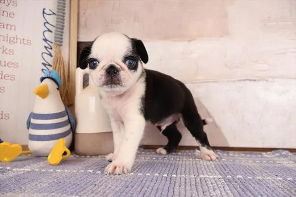 Male Pug puppy named Mac for sale at The Puppy Palace CT.
