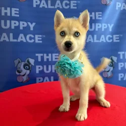 Female Pomsky puppy named Skye for sale at The Puppy Palace CT.