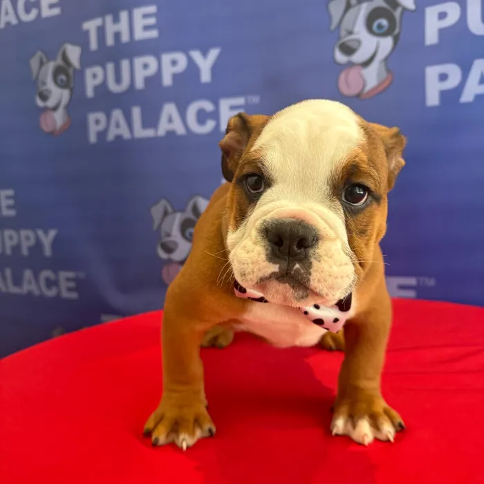 Male English Bulldog puppy named Blake for sale at The Puppy Palace CT.