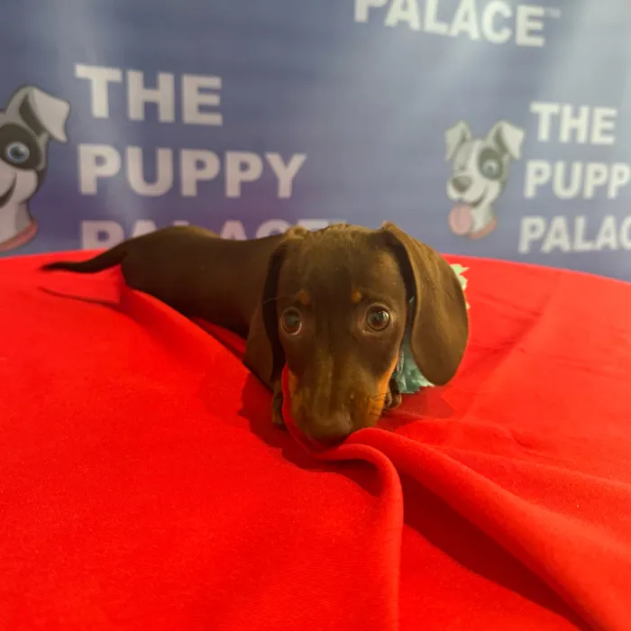 Female Dachshund puppy named Tootsie for sale at The Puppy Palace CT.