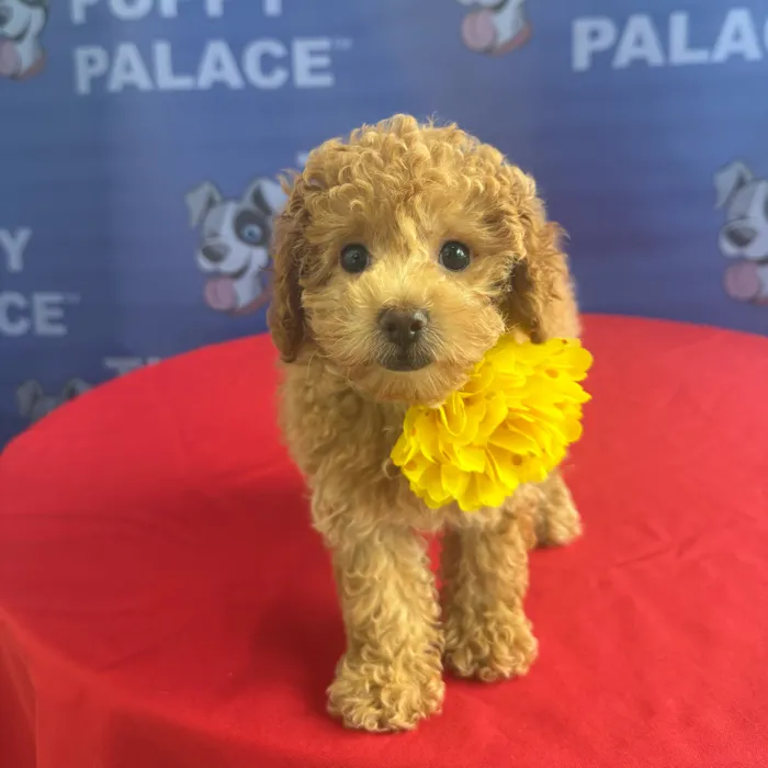 Female Toy Poodle puppy named Tilly for sale at The Puppy Palace CT.