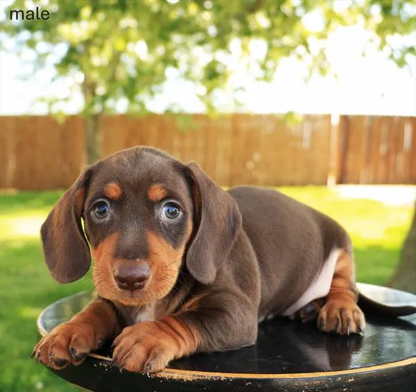 Male Dachshund puppy named Slinky for sale at The Puppy Palace CT.