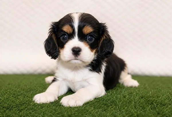Female Cavalier King Charles Spaniel puppy named Ivy for sale at The Puppy Palace CT.