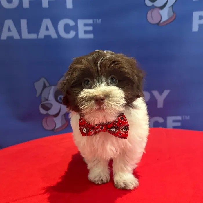 Male Havanese puppy named Ollie for sale at The Puppy Palace CT.