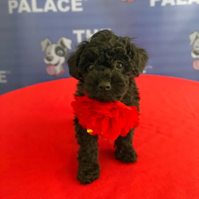 Female Toy Poodle puppy named Della for sale at The Puppy Palace CT.