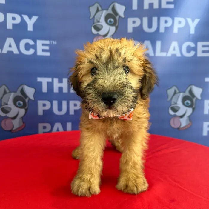 Male Soft Coated Wheaten Terrier puppy named Mickey for sale at The Puppy Palace CT.