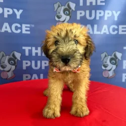 Male Soft Coated Wheaten Terrier puppy named Mickey for sale at The Puppy Palace CT.