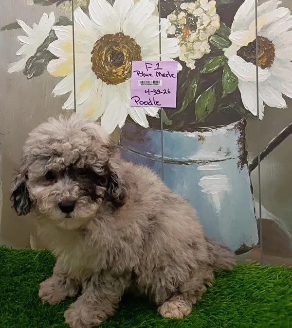 Female Mini Poodle puppy named Sienna for sale at The Puppy Palace CT.
