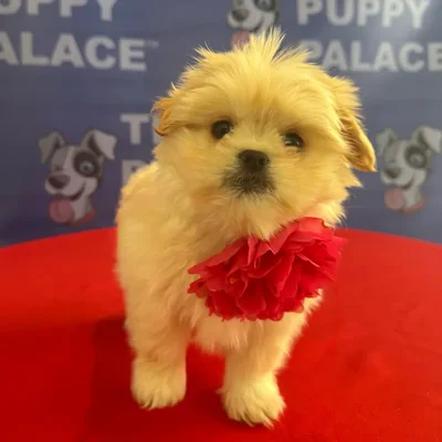 Female Peekapoo puppy named Mindy for sale at The Puppy Palace CT.