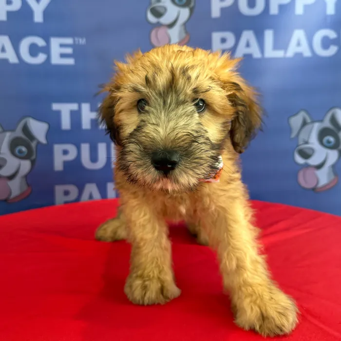 Male Soft Coated Wheaten Terrier puppy named Mickey for sale at The Puppy Palace CT.