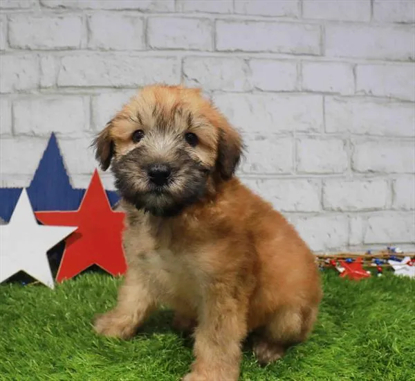 Male Soft Coated Wheaten Terrier puppy named Mickey for sale at The Puppy Palace CT.