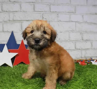 Male Soft Coated Wheaten Terrier puppy named Mickey for sale at The Puppy Palace CT.