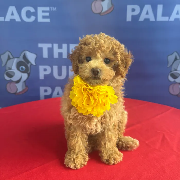 Female Toy Poodle puppy named Tilly for sale at The Puppy Palace CT.