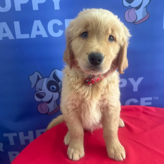Male Golden Retriever puppy named Boone for sale at The Puppy Palace CT.