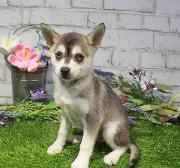Female Alaskan Klee Kai puppy named Pansy for sale at The Puppy Palace CT.