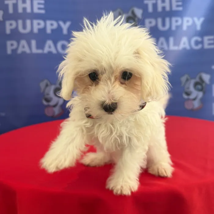 Male Maltese puppy named Mars for sale at The Puppy Palace CT.