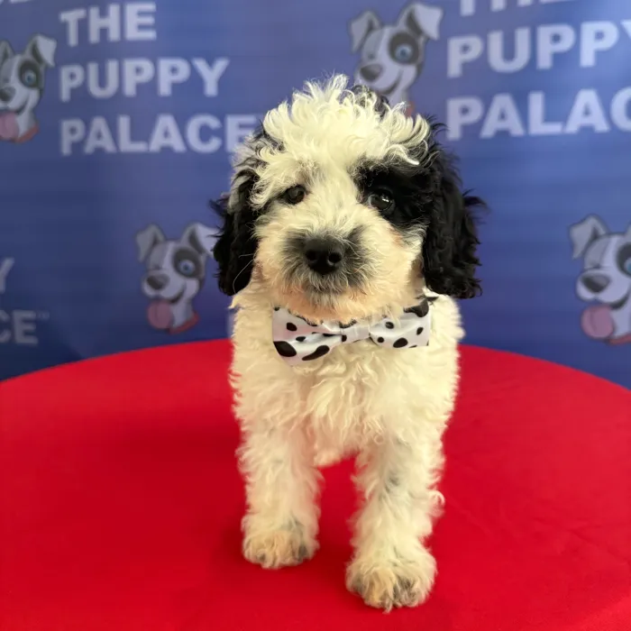 Male Mini Poodle puppy named Pongo for sale at The Puppy Palace CT.