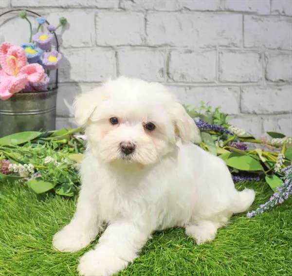 Female Maltese puppy for sale at The Puppy Palace CT.