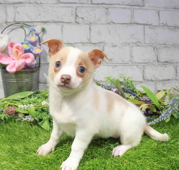 Female Chihuahua puppy for sale at The Puppy Palace CT.