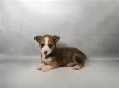 Female Auggie puppy for sale at The Puppy Palace CT.
