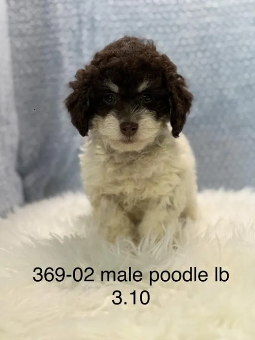 Male Poodle puppy named Philippe for sale at The Puppy Palace CT.