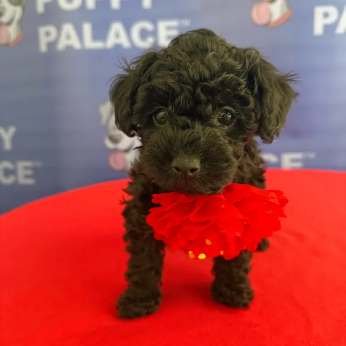 Female Toy Poodle puppy named Della for sale at The Puppy Palace CT.
