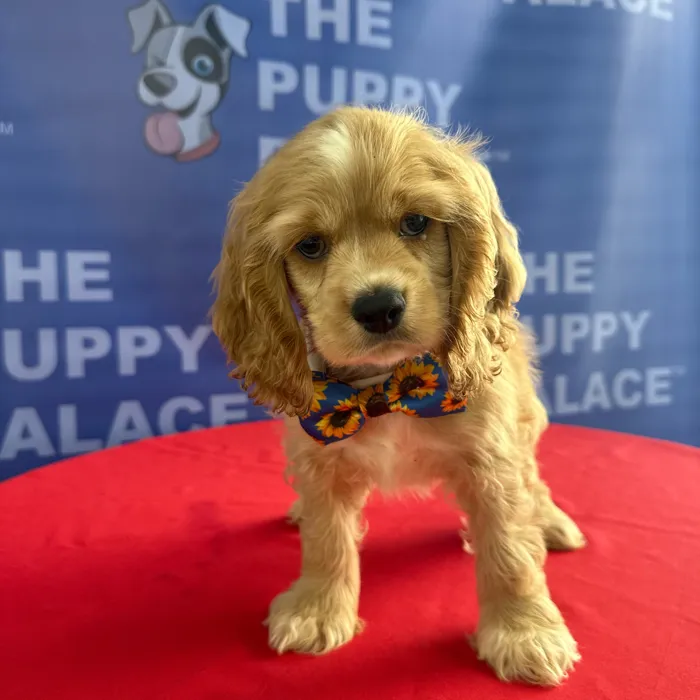 Male Cocker Spaniel puppy named Boston for sale at The Puppy Palace CT.
