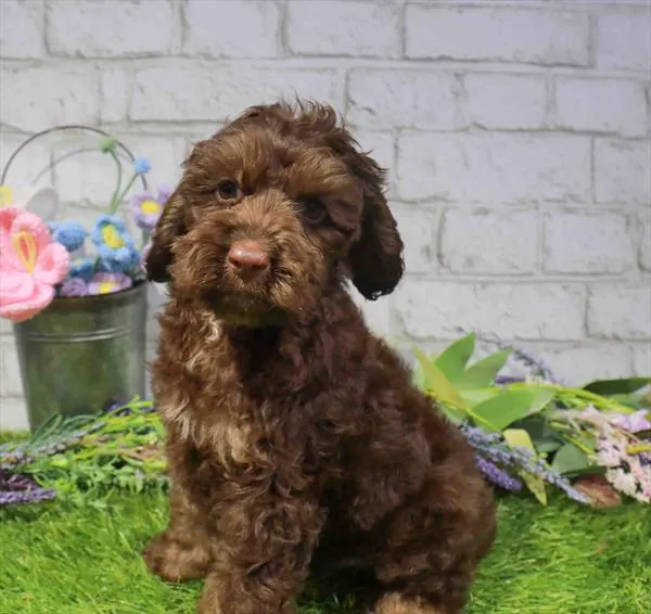 Male Cock A Poo puppy named Jeffrey for sale at The Puppy Palace CT.