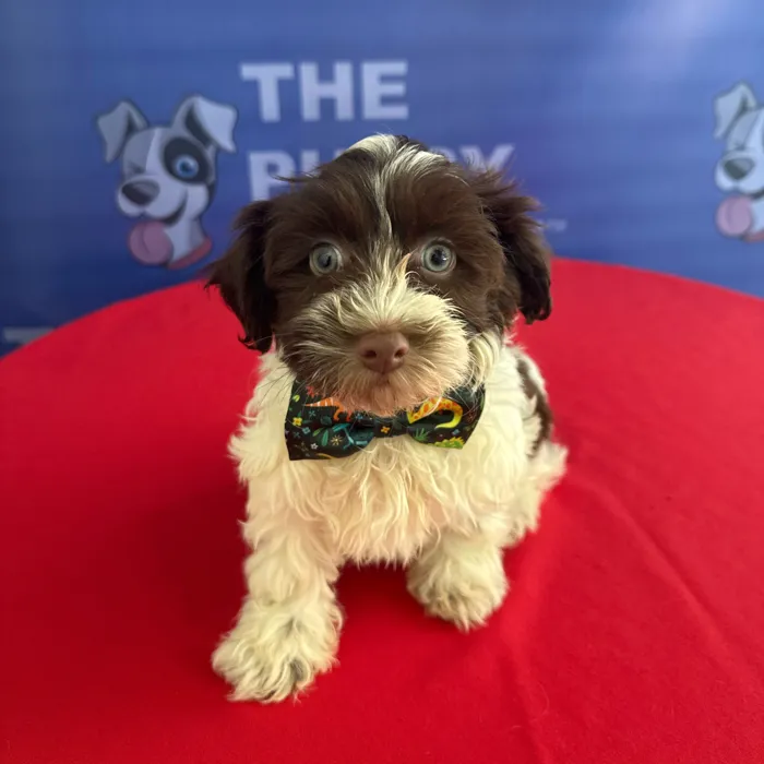 Male Havanese puppy named Rascal for sale at The Puppy Palace CT.