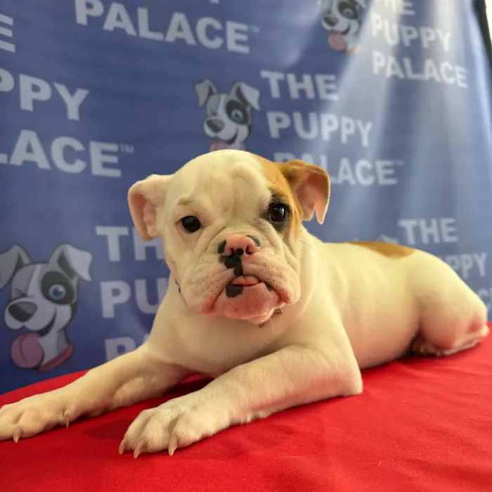 Female Bulldog puppy named Nala for sale at The Puppy Palace CT.