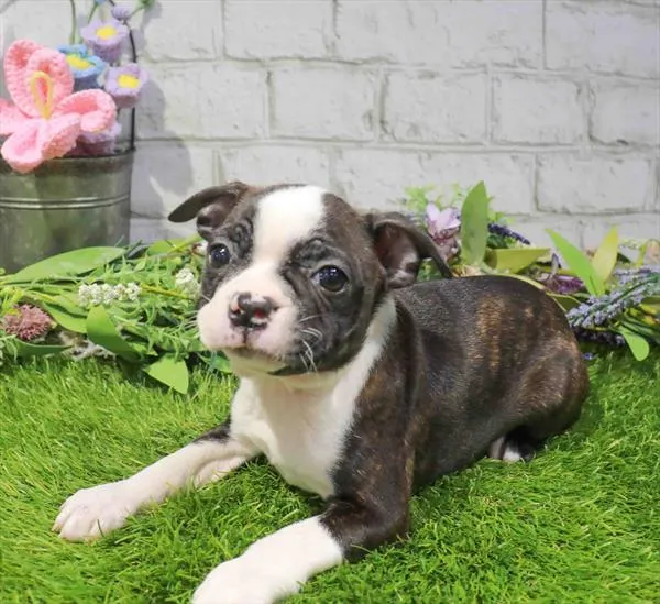 Female Boston Terrier puppy for sale at The Puppy Palace CT.