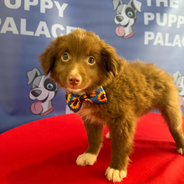 Male Mini Australian Shepherd puppy named Phineas for sale at The Puppy Palace CT.