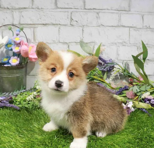 Male Pembroke Welsh Corgi puppy named Tater for sale at The Puppy Palace CT.