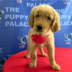 Female Golden Retriever puppy named Harper for sale at The Puppy Palace CT.