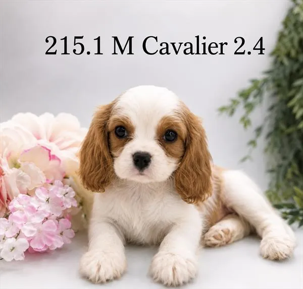 Male Cavalier King Charles Spaniel puppy for sale at The Puppy Palace CT.