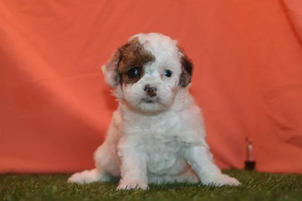 Female Poodle puppy named Maisie for sale at The Puppy Palace CT.