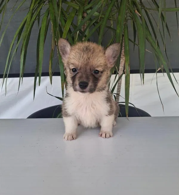 Female Pembroke Welsh Corgi puppy named Greta for sale at The Puppy Palace CT.