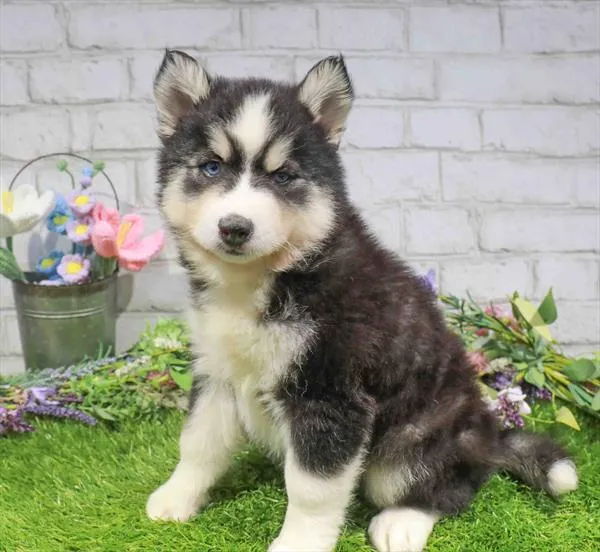 Male Pomsky puppy for sale at The Puppy Palace CT.