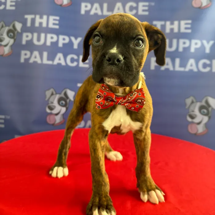 Male Boxer puppy named Buck for sale at The Puppy Palace CT.