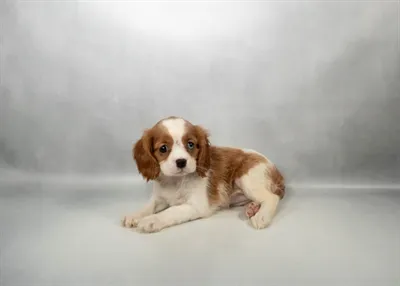 Female Cavalier King Charles Spaniel puppy named Amelia for sale at The Puppy Palace CT.