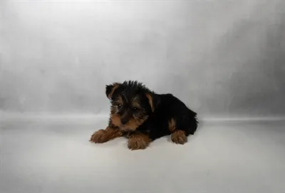 Female Yorkie puppy named Arya for sale at The Puppy Palace CT.